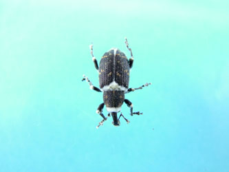 Pine Weevil